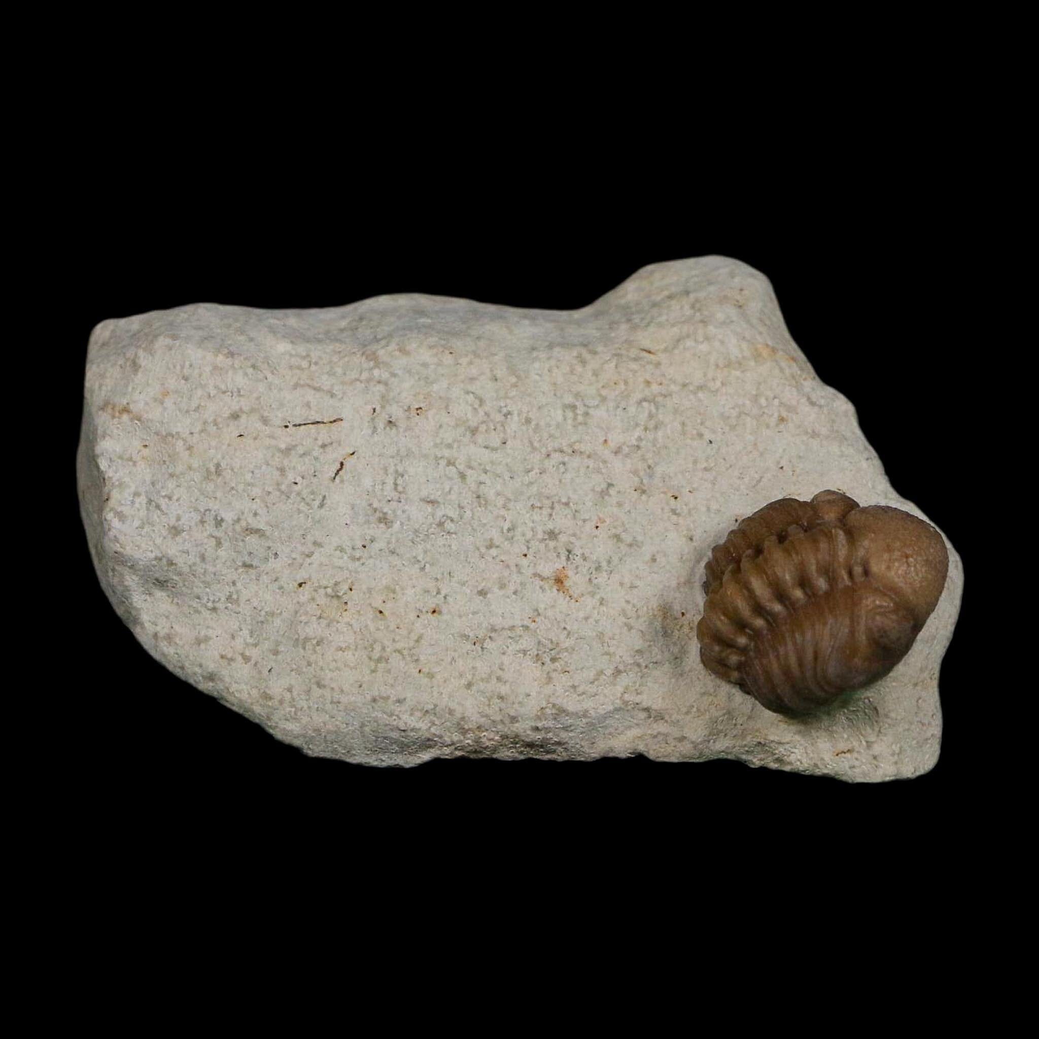 0.6" Kainops Raymodi Trilobite Fossil In Matrix Compound eyes Black Cat Mountain OK - Fossil Age Minerals