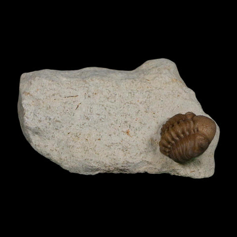 0.6" Kainops Raymodi Trilobite Fossil In Matrix Compound eyes Black Cat Mountain OK - Fossil Age Minerals