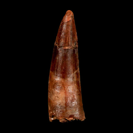 1.8" Spinosaurus Fossil Tooth 100 Million Years Old Cretaceous Dinosaur COA Stand