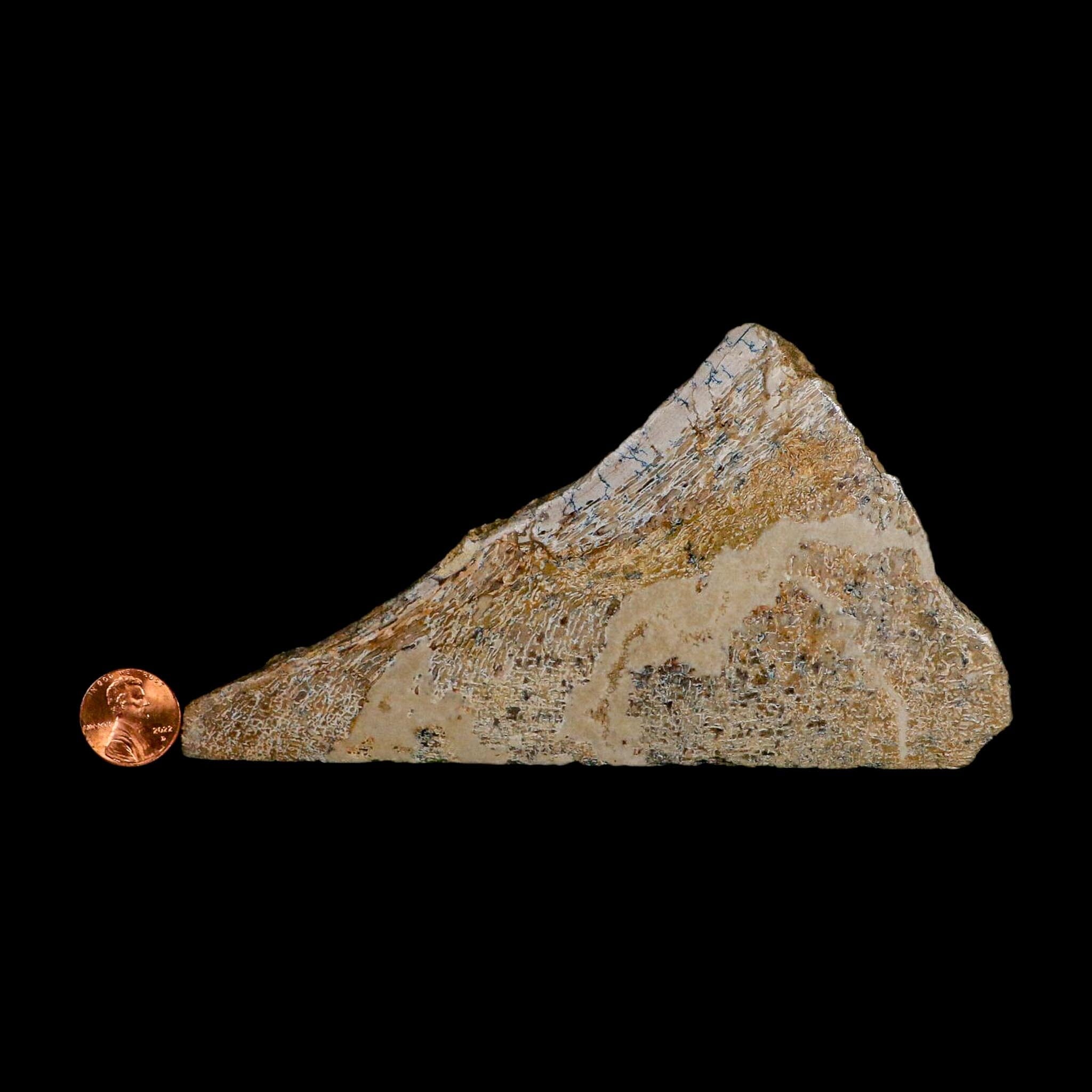 6.1" Fossil Dinosaur Gem Bone Cut Polished Slab Agatized Dinosaur Bone Morocco