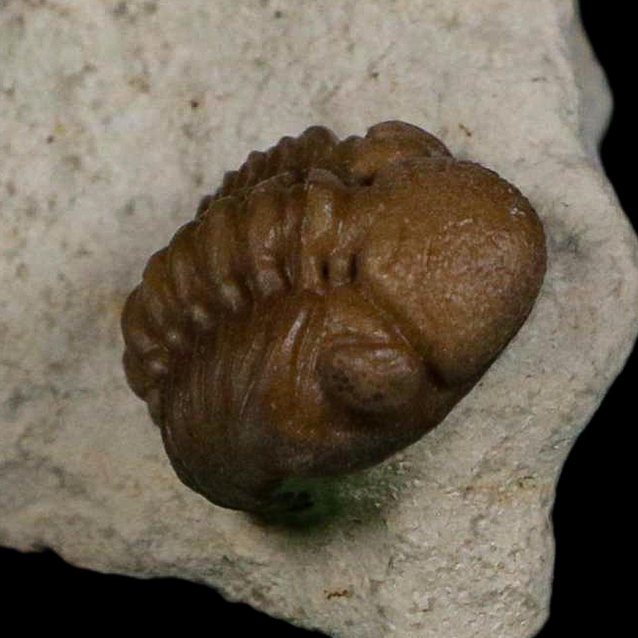 0.6" Kainops Raymodi Trilobite Fossil In Matrix Compound eyes Black Cat Mountain OK - Fossil Age Minerals