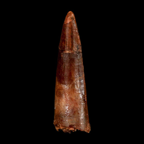 1.8" Spinosaurus Fossil Tooth 100 Million Years Old Cretaceous Dinosaur COA Stand