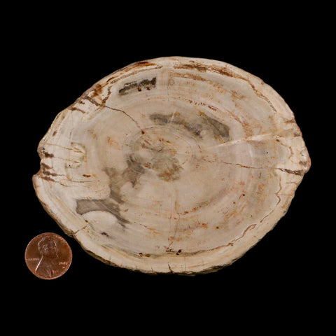 4.3" Fossilized Polished Petrified Wood Branch Madagascar 66-225 Million Yrs Old - Fossil Age Minerals