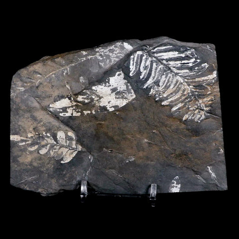 4.9" Alethopteris Fern Plant Leaf Fossil Carboniferous Age Llewellyn FM ST Clair, PA - Fossil Age Minerals