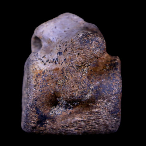 1.2" Champsosaurus Gigas Reptile Vertebra Cretaceous Hell Creek Montana COA - Fossil Age Minerals
