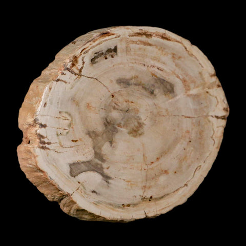 4.3" Fossilized Polished Petrified Wood Branch Madagascar 66-225 Million Yrs Old - Fossil Age Minerals