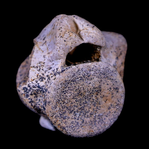 1.2" Champsosaurus Gigas Reptile Vertebra Cretaceous Hell Creek Montana COA - Fossil Age Minerals