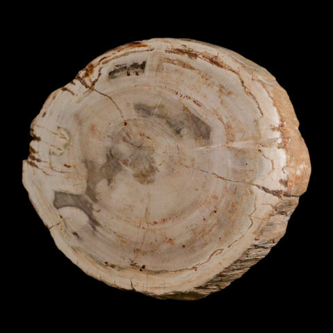 4.3" Fossilized Polished Petrified Wood Branch Madagascar 66-225 Million Yrs Old - Fossil Age Minerals