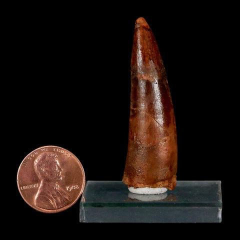 1.8" Spinosaurus Fossil Tooth 100 Million Years Old Cretaceous Dinosaur COA Stand