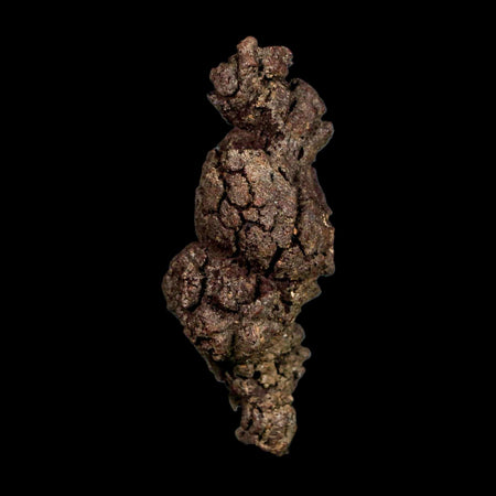 2.8" Prehistoric Coprolite Fossil Specimen Poop Dung Miocene Madagascar