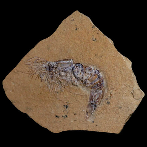 2.6" Fossil Shrimp Carpopenaeus Cretaceous Age 100 Mil Yrs Old Lebanon COA - Fossil Age Minerals