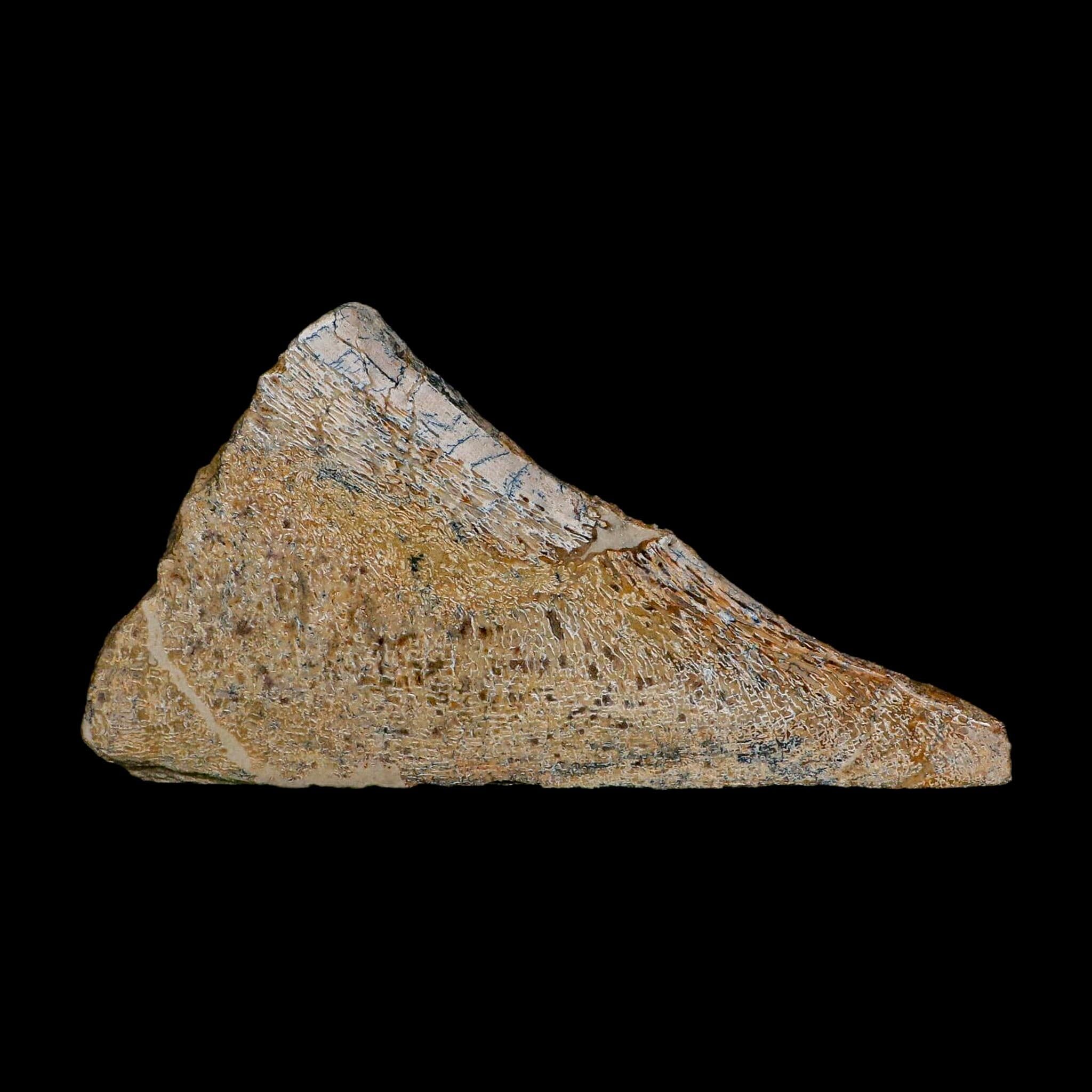 6.1" Fossil Dinosaur Gem Bone Cut Polished Slab Agatized Dinosaur Bone Morocco