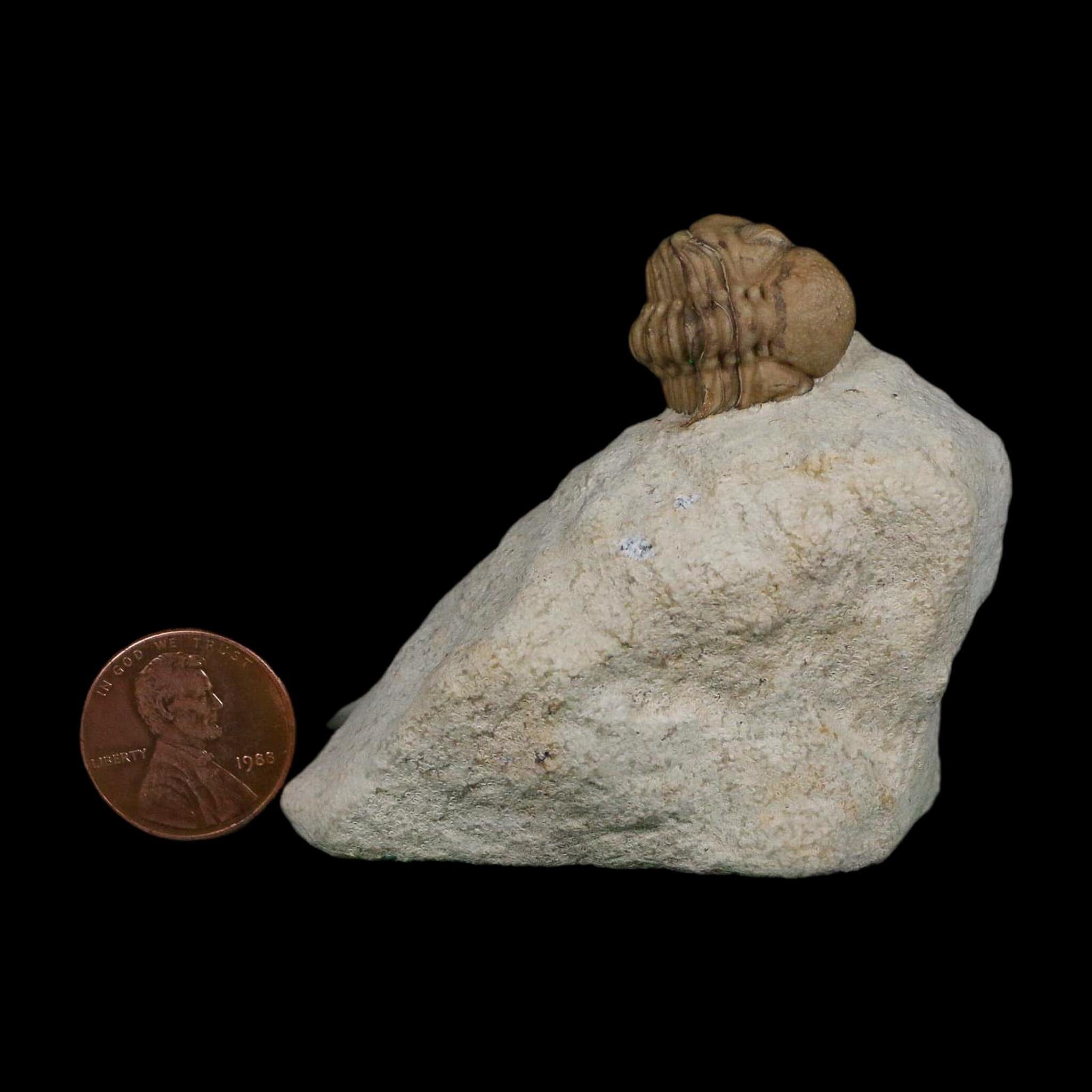 0.8" Kainops Raymodi Trilobite Fossil In Matrix Compound eyes Black Cat Mountain OK - Fossil Age Minerals