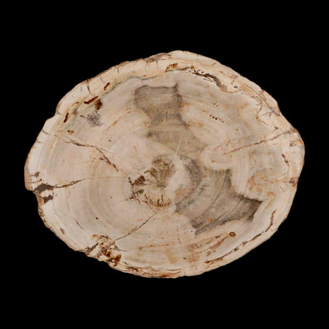 4.3" Fossilized Polished Petrified Wood Branch Madagascar 66-225 Million Yrs Old - Fossil Age Minerals