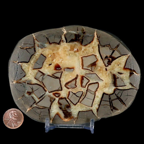 4.7" Septarian Dragon Stone Polished Slice Mineral Specimen Utah Stand - Fossil Age Minerals