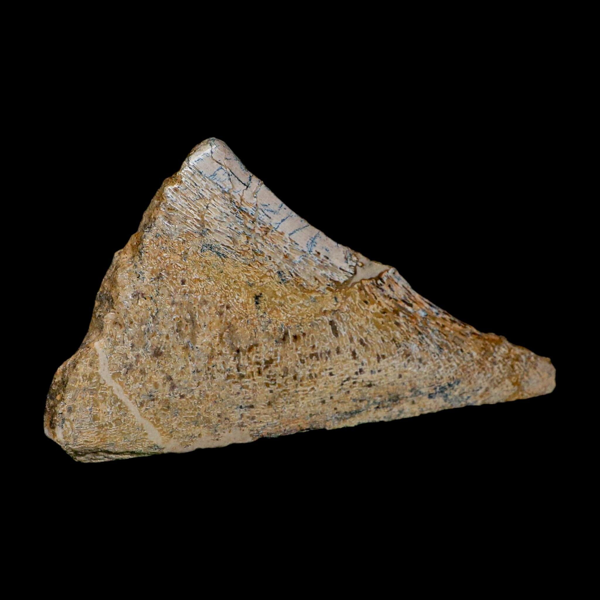 6.1" Fossil Dinosaur Gem Bone Cut Polished Slab Agatized Dinosaur Bone Morocco