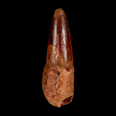 1.8" Spinosaurus Fossil Tooth 100 Million Years Old Cretaceous Dinosaur COA Stand