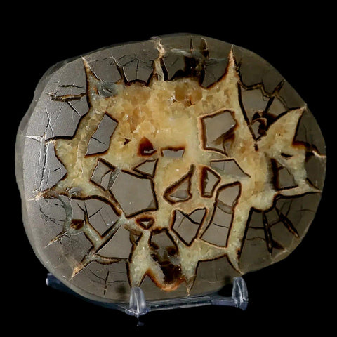 4.7" Septarian Dragon Stone Polished Slice Mineral Specimen Utah Stand - Fossil Age Minerals