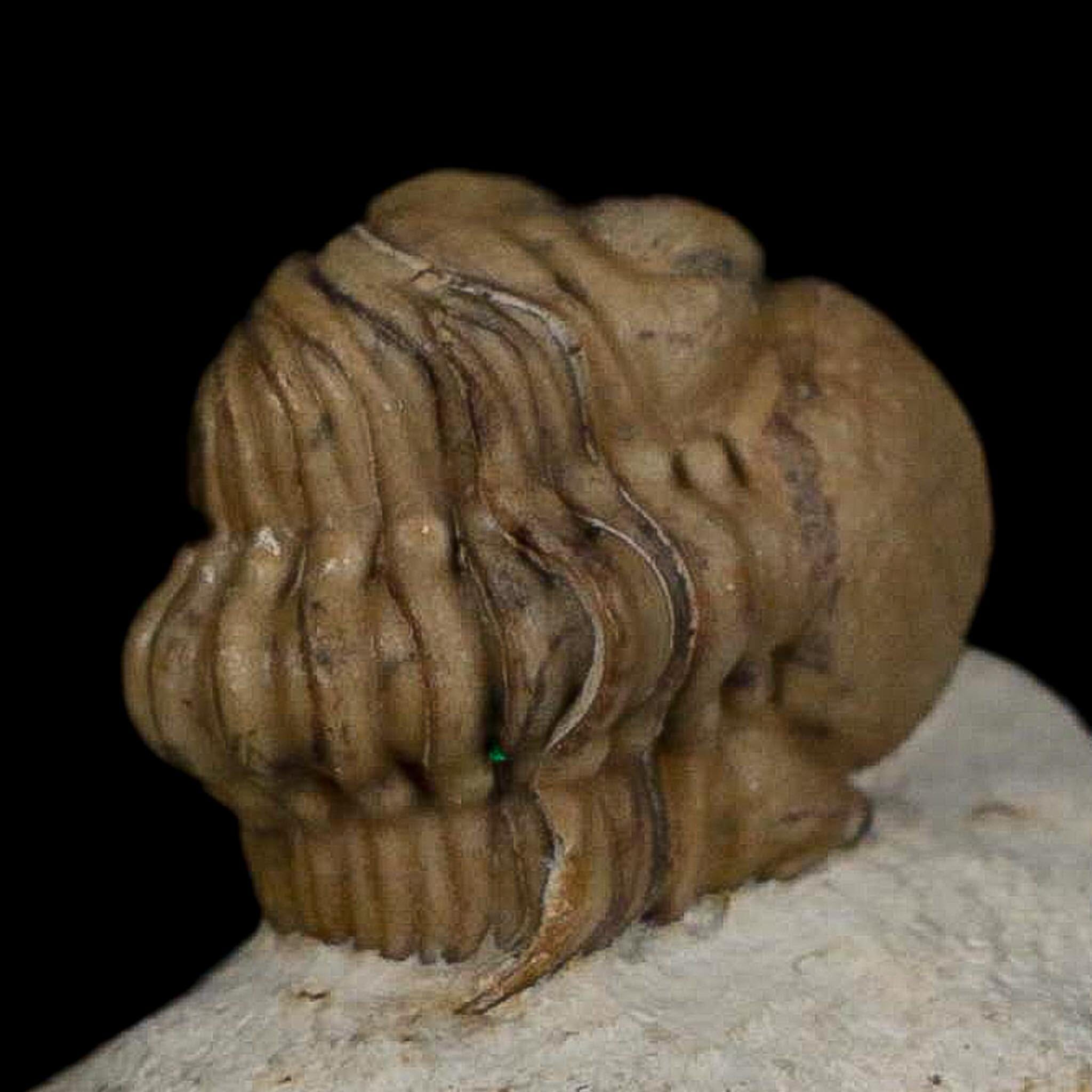 0.8" Kainops Raymodi Trilobite Fossil In Matrix Compound eyes Black Cat Mountain OK - Fossil Age Minerals