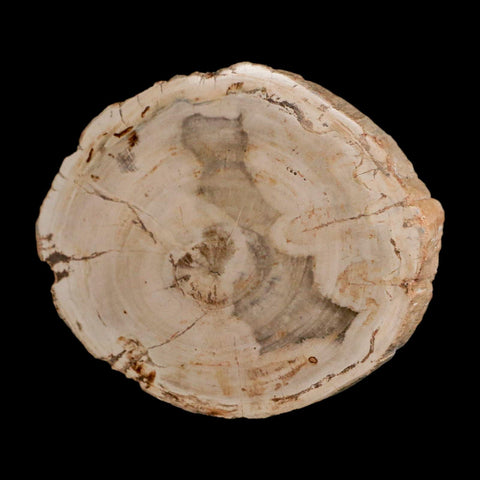 4.3" Fossilized Polished Petrified Wood Branch Madagascar 66-225 Million Yrs Old - Fossil Age Minerals