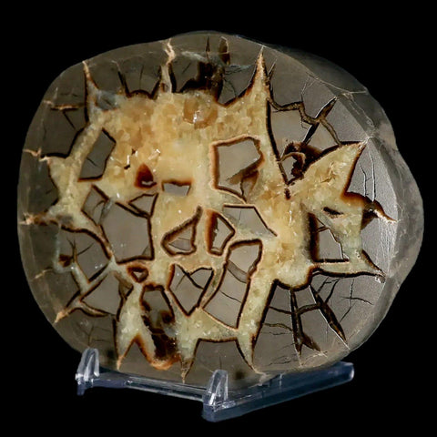4.7" Septarian Dragon Stone Polished Slice Mineral Specimen Utah Stand - Fossil Age Minerals