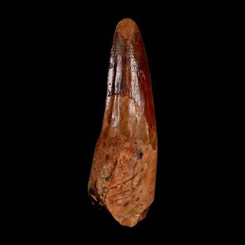 1.8" Spinosaurus Fossil Tooth 100 Million Years Old Cretaceous Dinosaur COA Stand