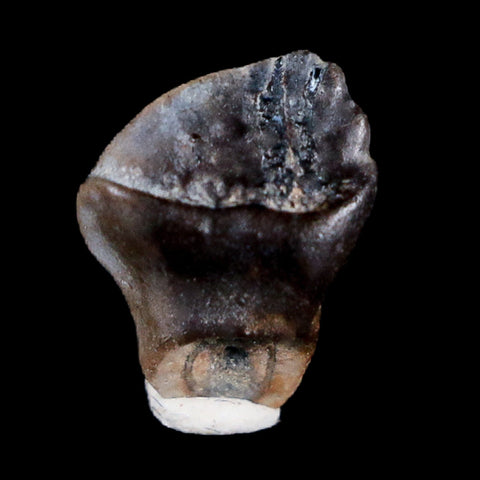 0.3" Ankylosaurus Fossil Tooth Judith River FM Cretaceous Dinosaur MT COA, Display - Fossil Age Minerals