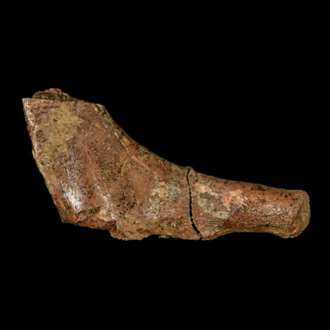 1.7" Thescelosaurus Fossil Bone Cretaceous Dinosaur Lance Creek FM Wyoming COA - Fossil Age Minerals