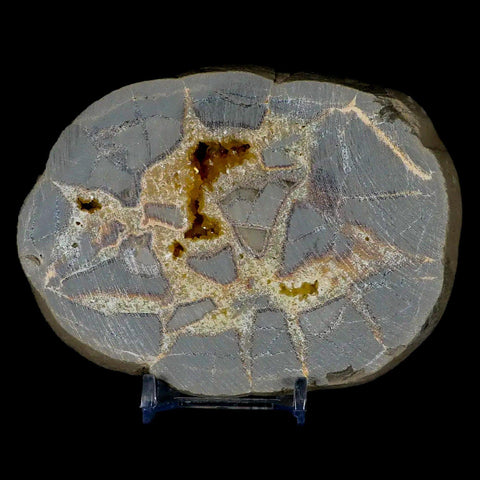 4.7" Septarian Dragon Stone Polished Slice Mineral Specimen Utah Stand - Fossil Age Minerals