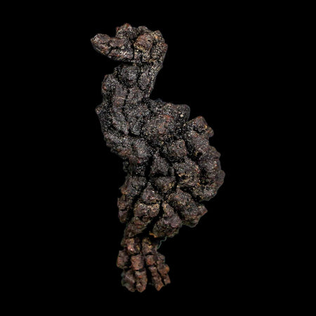 2.4" Prehistoric Coprolite Fossil Specimen Poop Dung Miocene Madagascar