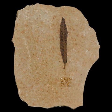 1.3" Detailed Cedrelospermum Nervosum Fossil Plant Leaf Eocene Age Green River UT - Fossil Age Minerals