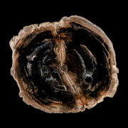 4.2" Fossilized Polished Petrified Wood Branch Madagascar 66-225 Million Yrs Old
