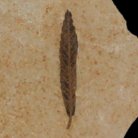 1.3" Detailed Cedrelospermum Nervosum Fossil Plant Leaf Eocene Age Green River UT - Fossil Age Minerals