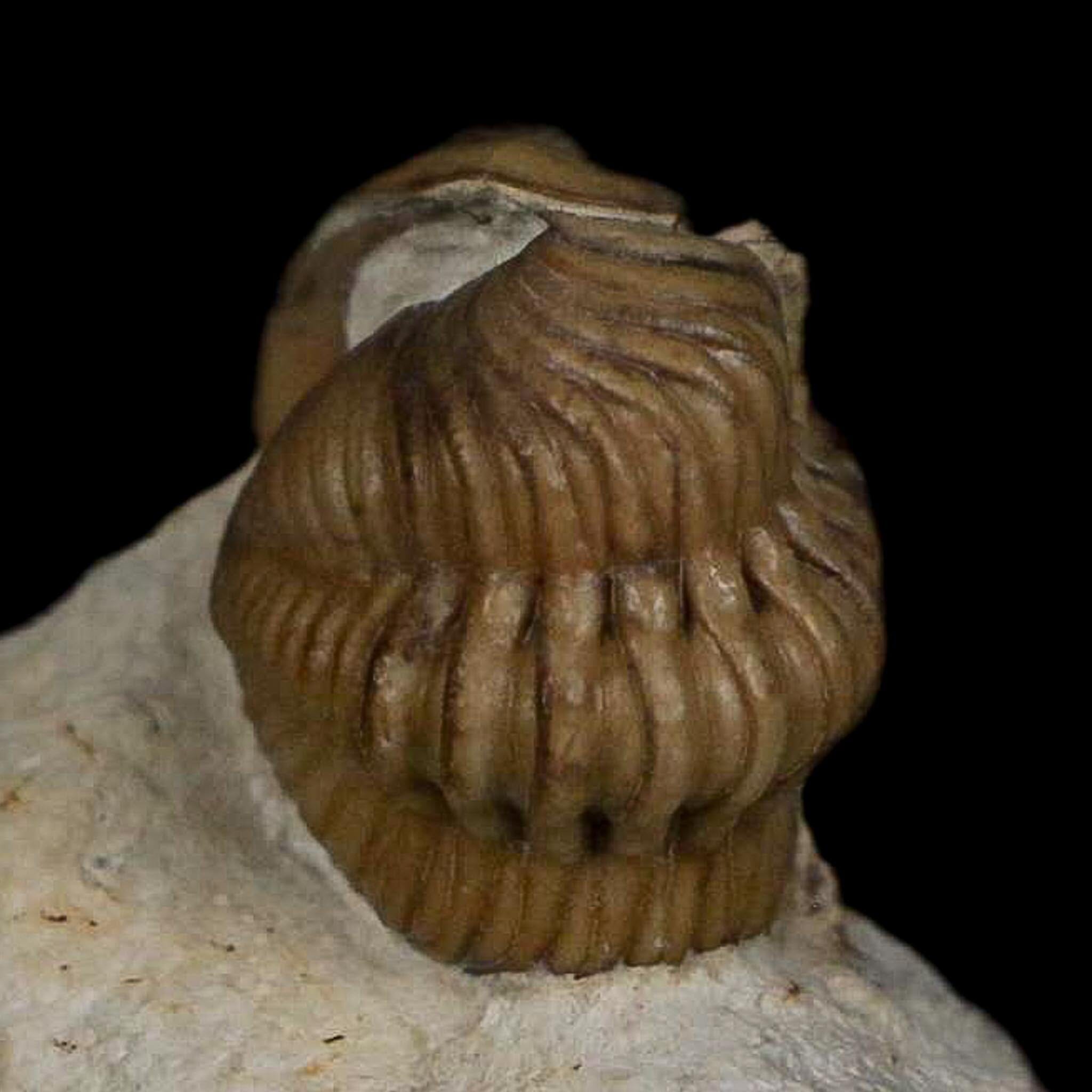 0.8" Kainops Raymodi Trilobite Fossil In Matrix Compound eyes Black Cat Mountain OK - Fossil Age Minerals