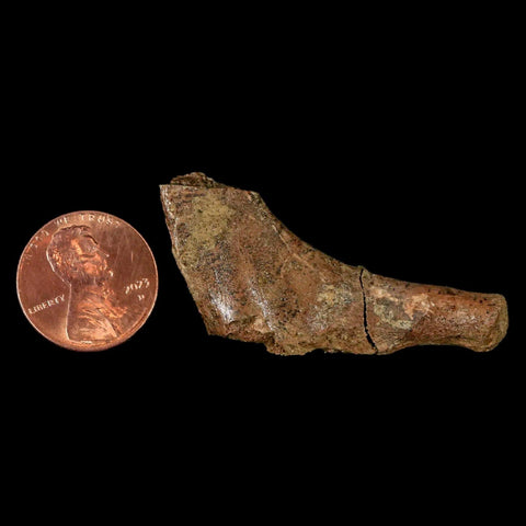 1.7" Thescelosaurus Fossil Bone Cretaceous Dinosaur Lance Creek FM Wyoming COA - Fossil Age Minerals