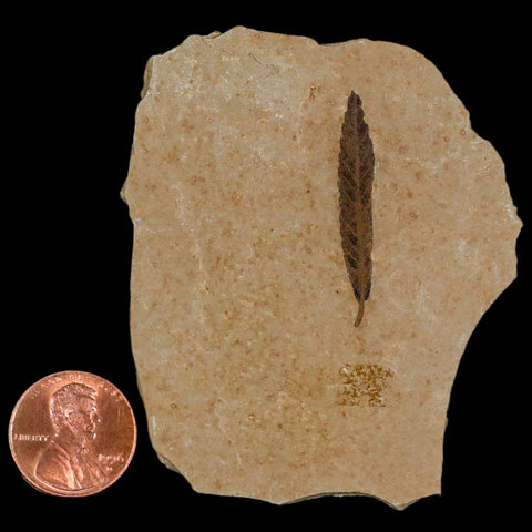 1.3" Detailed Cedrelospermum Nervosum Fossil Plant Leaf Eocene Age Green River UT - Fossil Age Minerals