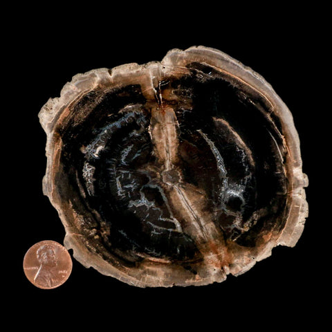 4.2" Fossilized Polished Petrified Wood Branch Madagascar 66-225 Million Yrs Old - Fossil Age Minerals