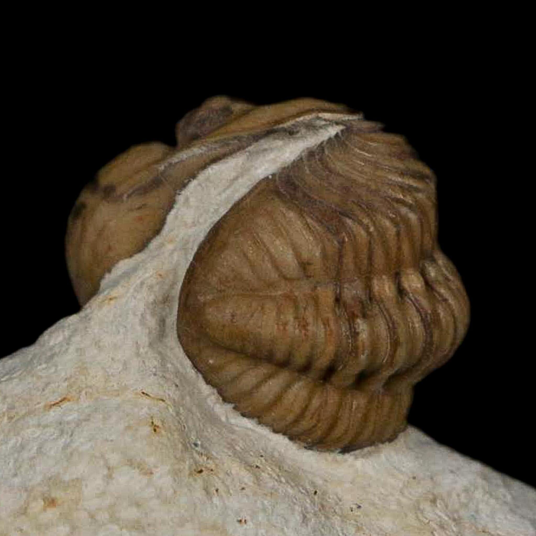0.8" Kainops Raymodi Trilobite Fossil In Matrix Compound eyes Black Cat Mountain OK - Fossil Age Minerals