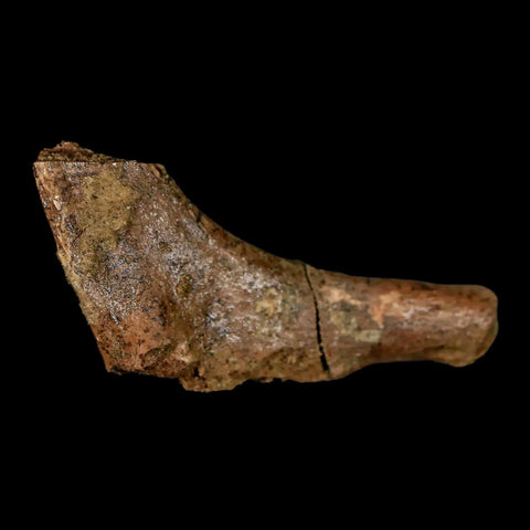 1.7" Thescelosaurus Fossil Bone Cretaceous Dinosaur Lance Creek FM Wyoming COA - Fossil Age Minerals