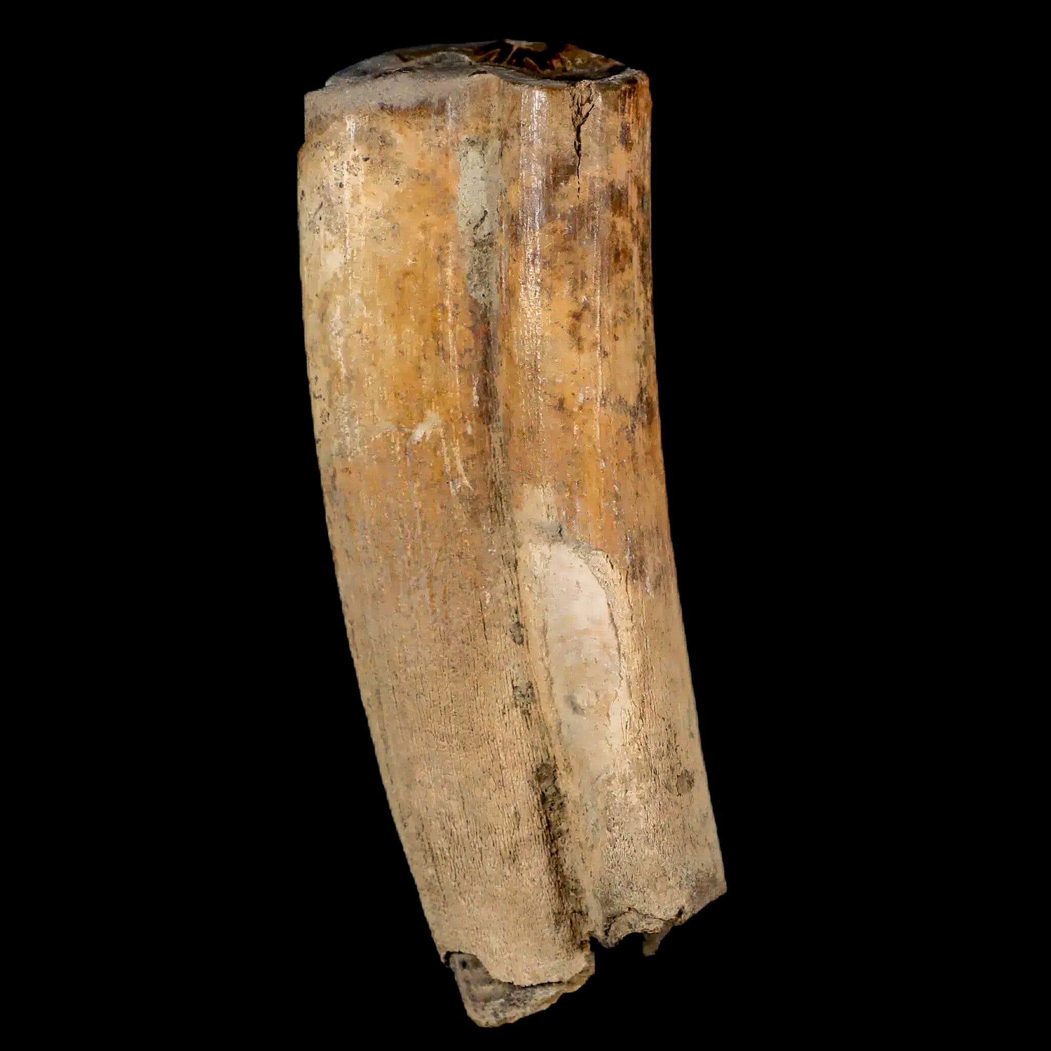 3.5" Giant Ground Sloth Lestodon Armatus Fossil Tooth Pleistocene Epoch South America - Fossil Age Minerals