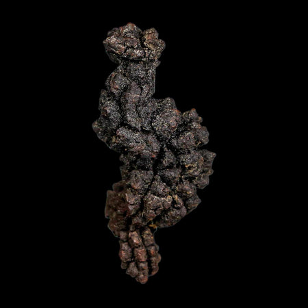 2.4" Prehistoric Coprolite Fossil Specimen Poop Dung Miocene Madagascar