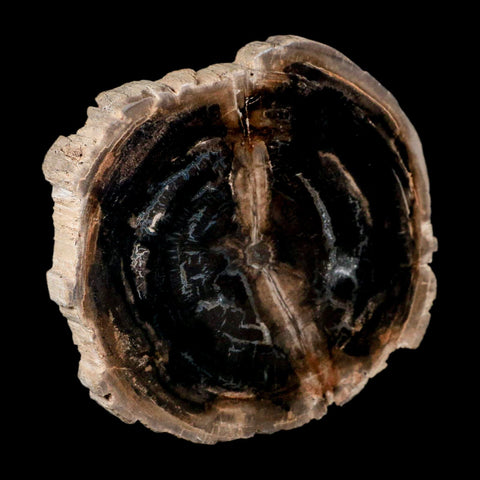 4.2" Fossilized Polished Petrified Wood Branch Madagascar 66-225 Million Yrs Old - Fossil Age Minerals