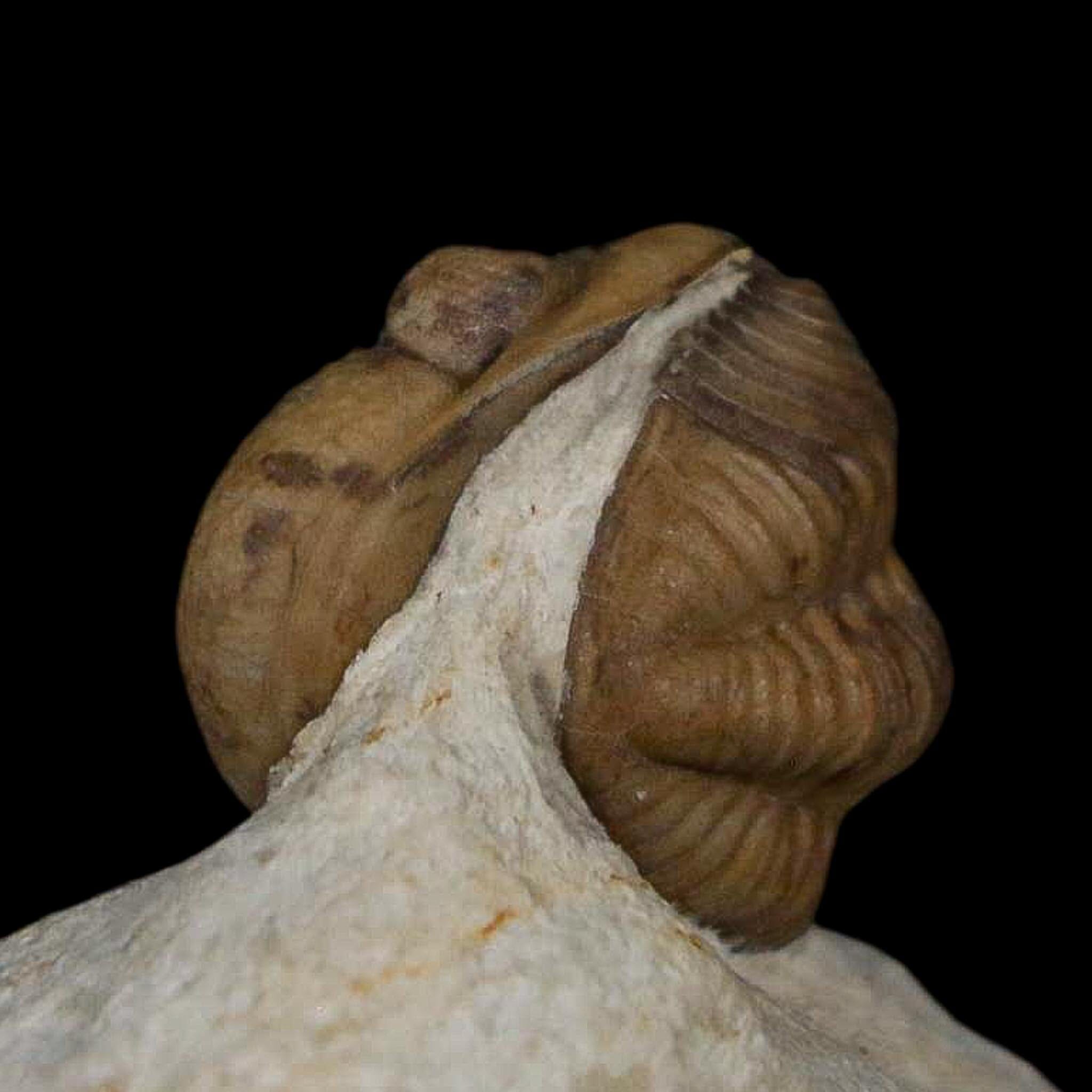 0.8" Kainops Raymodi Trilobite Fossil In Matrix Compound eyes Black Cat Mountain OK - Fossil Age Minerals