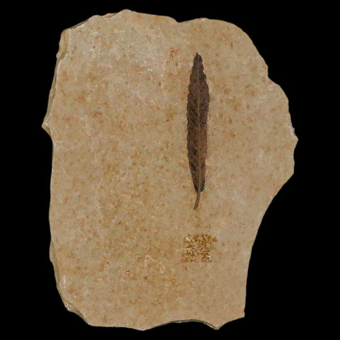 1.3" Detailed Cedrelospermum Nervosum Fossil Plant Leaf Eocene Age Green River UT - Fossil Age Minerals