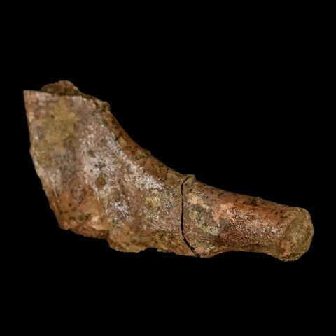1.7" Thescelosaurus Fossil Bone Cretaceous Dinosaur Lance Creek FM Wyoming COA - Fossil Age Minerals