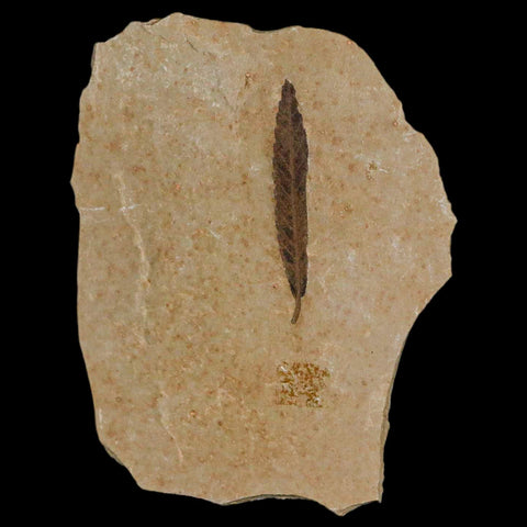 1.3" Detailed Cedrelospermum Nervosum Fossil Plant Leaf Eocene Age Green River UT - Fossil Age Minerals