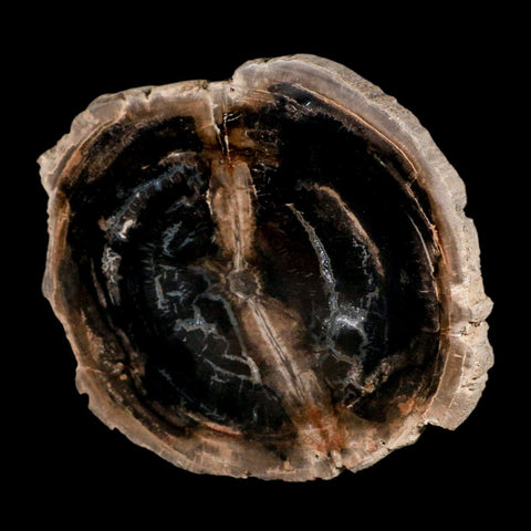 4.2" Fossilized Polished Petrified Wood Branch Madagascar 66-225 Million Yrs Old - Fossil Age Minerals