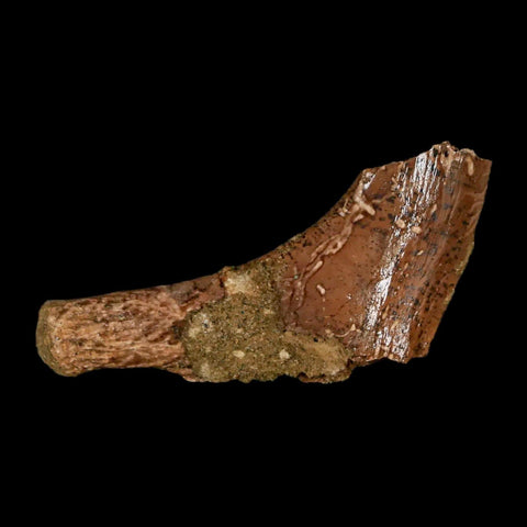 1.7" Thescelosaurus Fossil Bone Cretaceous Dinosaur Lance Creek FM Wyoming COA - Fossil Age Minerals