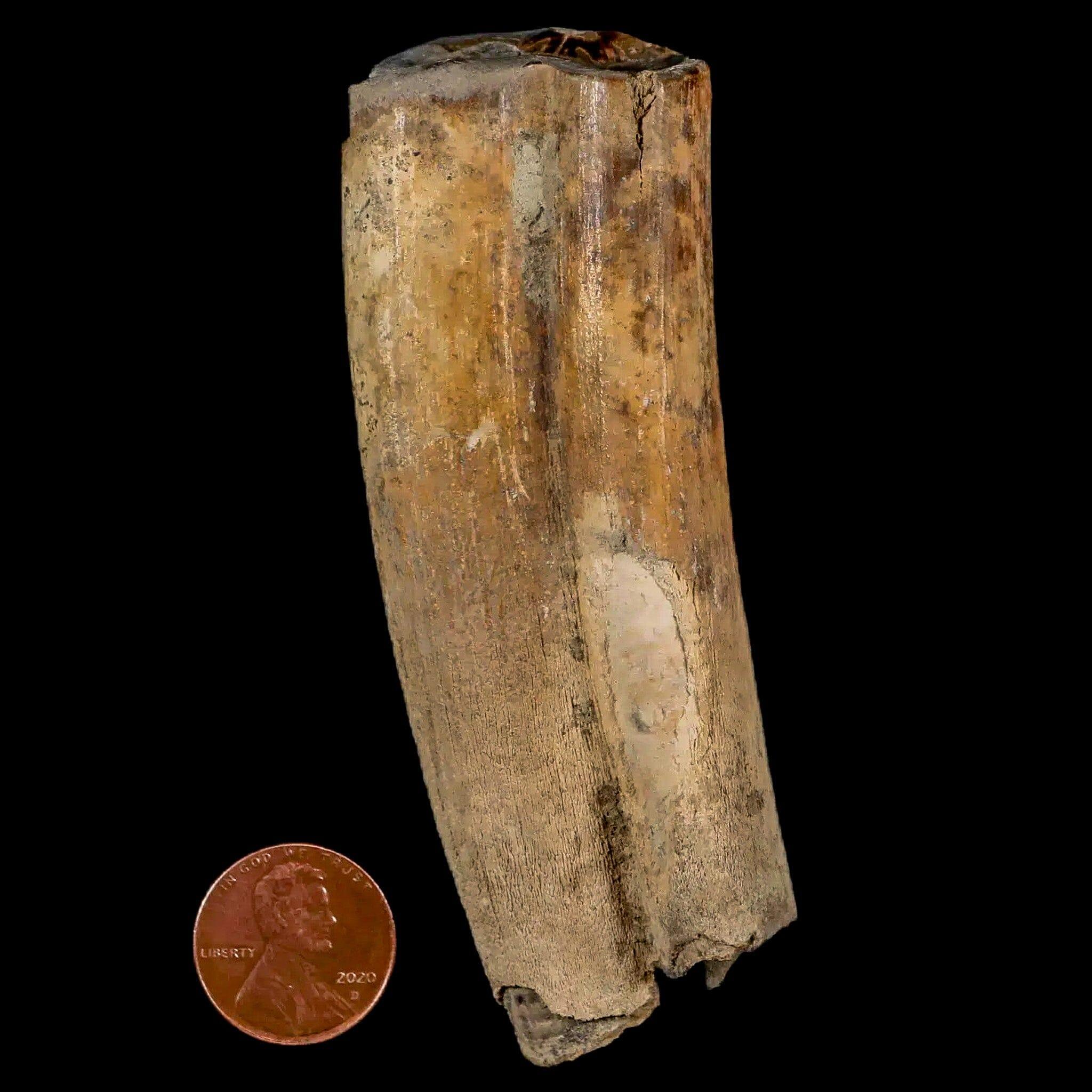 3.5" Giant Ground Sloth Lestodon Armatus Fossil Tooth Pleistocene Epoch South America - Fossil Age Minerals