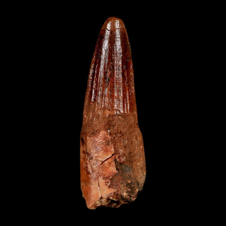 1.8" Spinosaurus Fossil Tooth 100 Million Years Old Cretaceous Dinosaur COA Stand